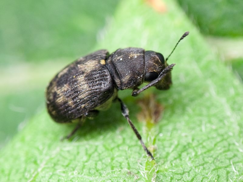 Rhaphitropis marchica (Herbst, 1797)